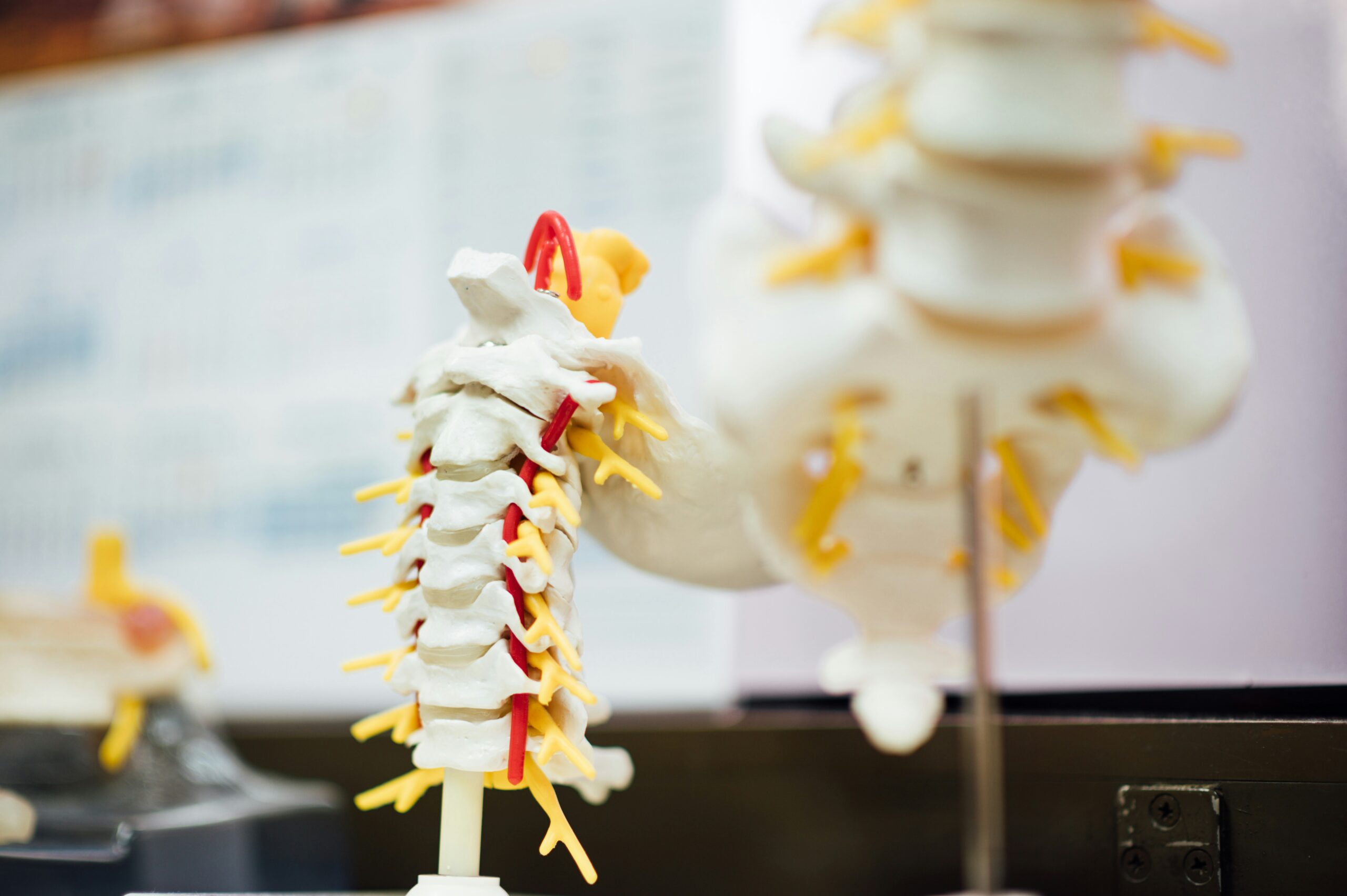 Why Regular Spine Evaluation Matters More Than Pain Relief